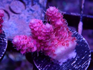  Acropora Frag<br>Anthocercis Pink