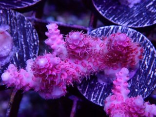  Acropora Frag<br>Anthocercis Pink