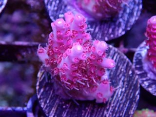  Acropora Frag<br>Anthocercis Pink