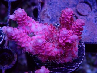  Acropora Frag<br>Anthocercis Pink