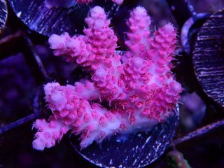  Acropora Frag<br>Anthocercis Pink