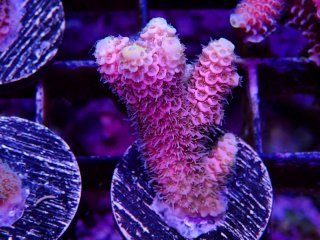  Acropora Frag<br>Prostrata Pink