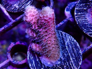  Acropora Frag<br>Prostrata Pink