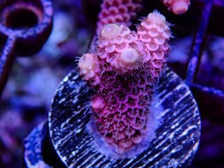  Acropora Frag<br>Prostrata Pink