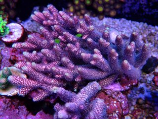 IF Acro <br/>Millepora Pink