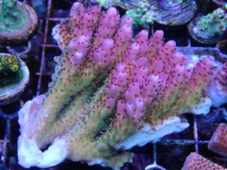 IF Acro <br/>Acropora sp