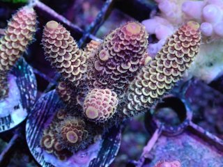  Acropora Frag<br>Spathulata Yellow