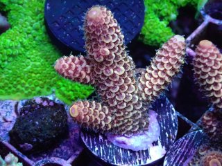  Acropora Frag<br>Spathulata Yellow