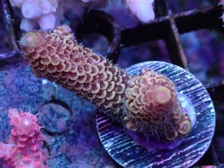  Acropora Frag<br>Spathulata Yellow