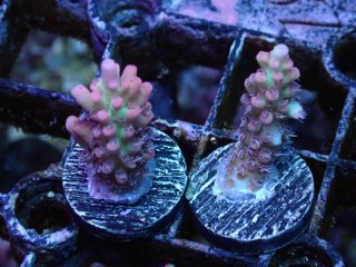  Acropora Frag<br>Strawberry S-CAKE  2ܥå