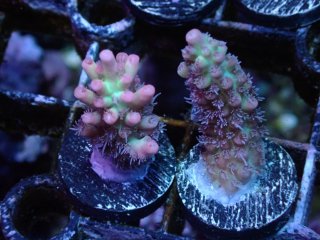  Acropora Frag<br>Strawberry S-CAKE  2ܥå