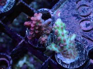  Acropora Frag<br>Strawberry S-CAKE  2ܥå