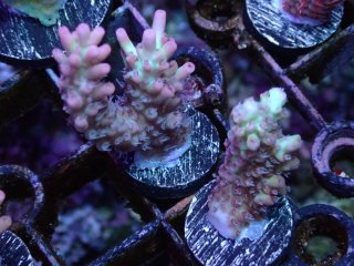  Acropora Frag<br>Strawberry S-CAKE  2ܥå