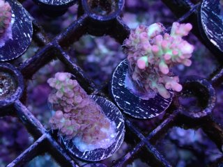  Acropora Frag<br>Strawberry S-CAKE  2ܥå