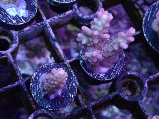  Acropora Frag<br>Strawberry S-CAKE  2ܥå