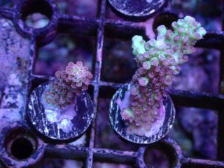  Acropora Frag<br>Strawberry S-CAKE  2ܥå