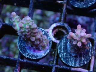  Acropora Frag<br>Strawberry S-CAKE  2ܥå