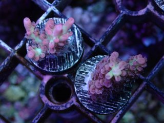  Acropora Frag<br>Strawberry S-CAKE  2ܥå