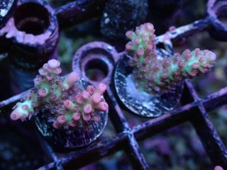  Acropora Frag<br>Strawberry S-CAKE  2ܥå