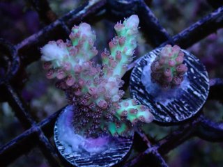  Acropora Frag<br>Strawberry S-CAKE  2ܥå