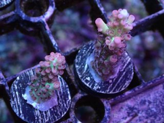  Acropora Frag<br>Strawberry S-CAKE  2ܥå