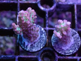  Acropora Frag<br>Strawberry S-CAKE  2ܥå