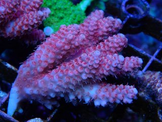 Tiny Acro<br/>anthocercis pink