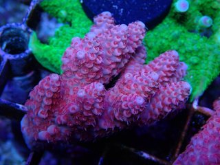 Tiny Acro<br/>anthocercis pink