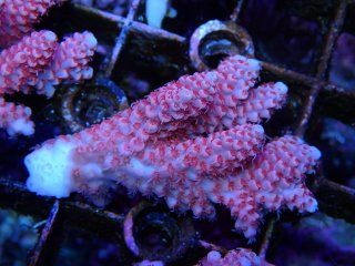 Tiny Acro<br/>anthocercis pink