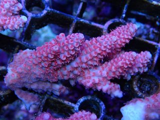 Tiny Acro<br/>anthocercis pink