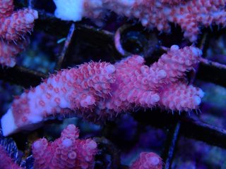 Tiny Acro<br/>anthocercis pink