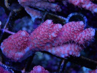 Tiny Acro<br/>anthocercis pink