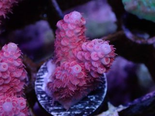  Acropora Frag<br>Anthocercis Pink