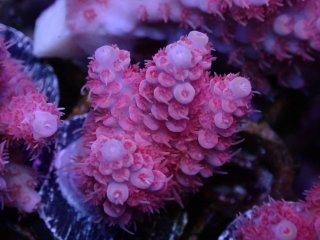  Acropora Frag<br>Anthocercis Pink