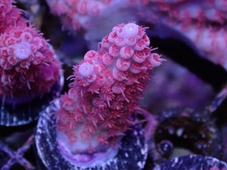  Acropora Frag<br>Anthocercis Pink