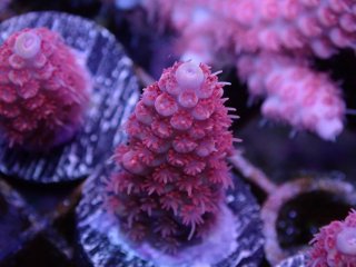  Acropora Frag<br>Anthocercis Pink