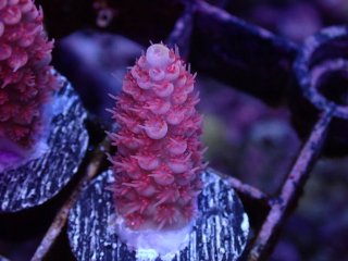  Acropora Frag<br>Anthocercis Pink