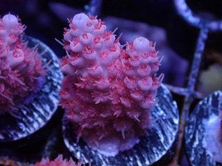  Acropora Frag<br>Anthocercis Pink