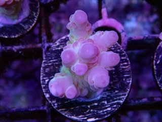  Acropora Frag<br>Apricus