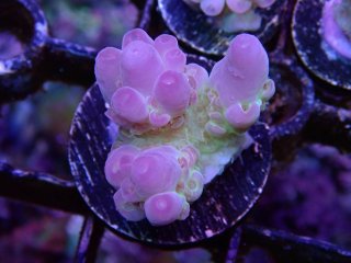  Acropora Frag<br>Apricus