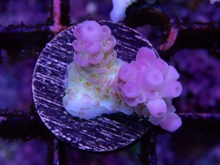  Acropora Frag<br>Apricus