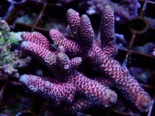 Tiny Acro<br/>Millepora Pink