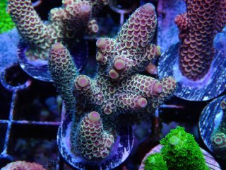  Acropora Frag<br>Spathulata Yellow