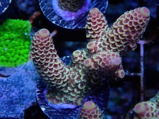  Acropora Frag<br>Spathulata Yellow