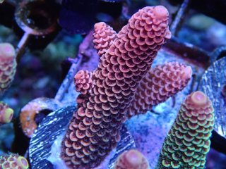  Acropora Frag<br>Spathulata blood orange