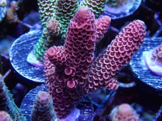  Acropora Frag<br>Spathulata blood orange