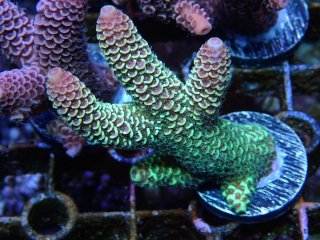  Acropora Frag<br>Spathulata Green/Yellow