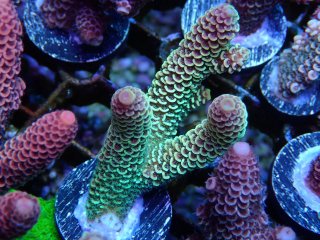  Acropora Frag<br>Spathulata Green/Yellow