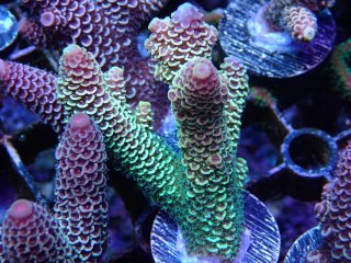  Acropora Frag<br>Spathulata Green/Yellow