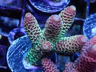  Acropora Frag<br>Spathulata Green/Yellow